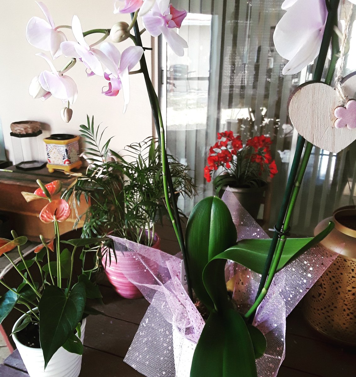 SharkEileen's tweet photo. Beautiful new orchid plant. Neighbors taking care of neighbors! This is how we roll in #DeerfieldBeach 🌸 #Neighbors #LoveDFB #Neighborhood #Community #ValentinesDay #DFBCommunity https://t.co/YhfogTxiOR