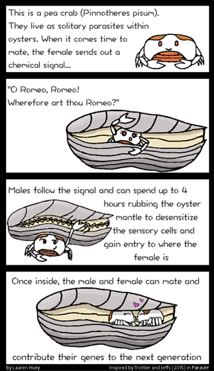 Ever wonder how pea crabs find their valentines from inside oysters? Lucky for you, I drew a cartoon about it in 2015 and rediscovered it while going through my science communication folder from grad school

#HappyValentinesDay #ValentinesDay #parasitelove #peacrabs