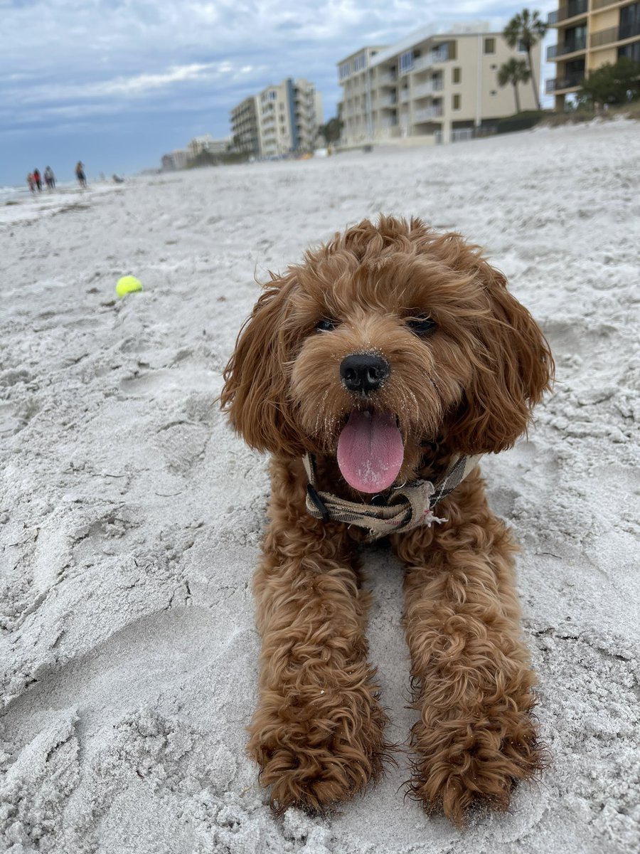 danielladimag's tweet photo. Jk, Happy Valentine’s Day to Vito only 🐾😍 https://t.co/FqSgb7mqM5