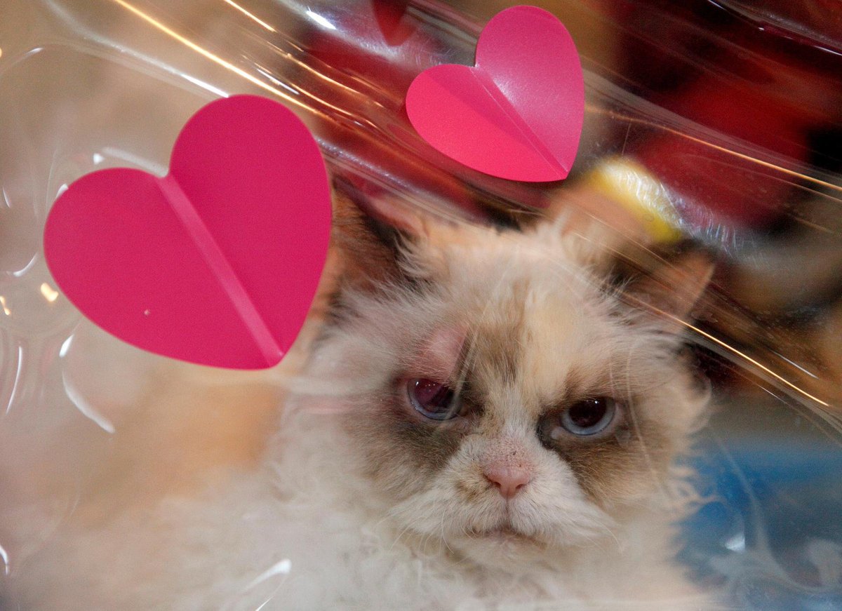 A cat looks out from a pet carrier decorated with Valentine's Day hearts during an international cat exhibition in Stavropol, Russia. https://t.co/8dkpRJYdFH