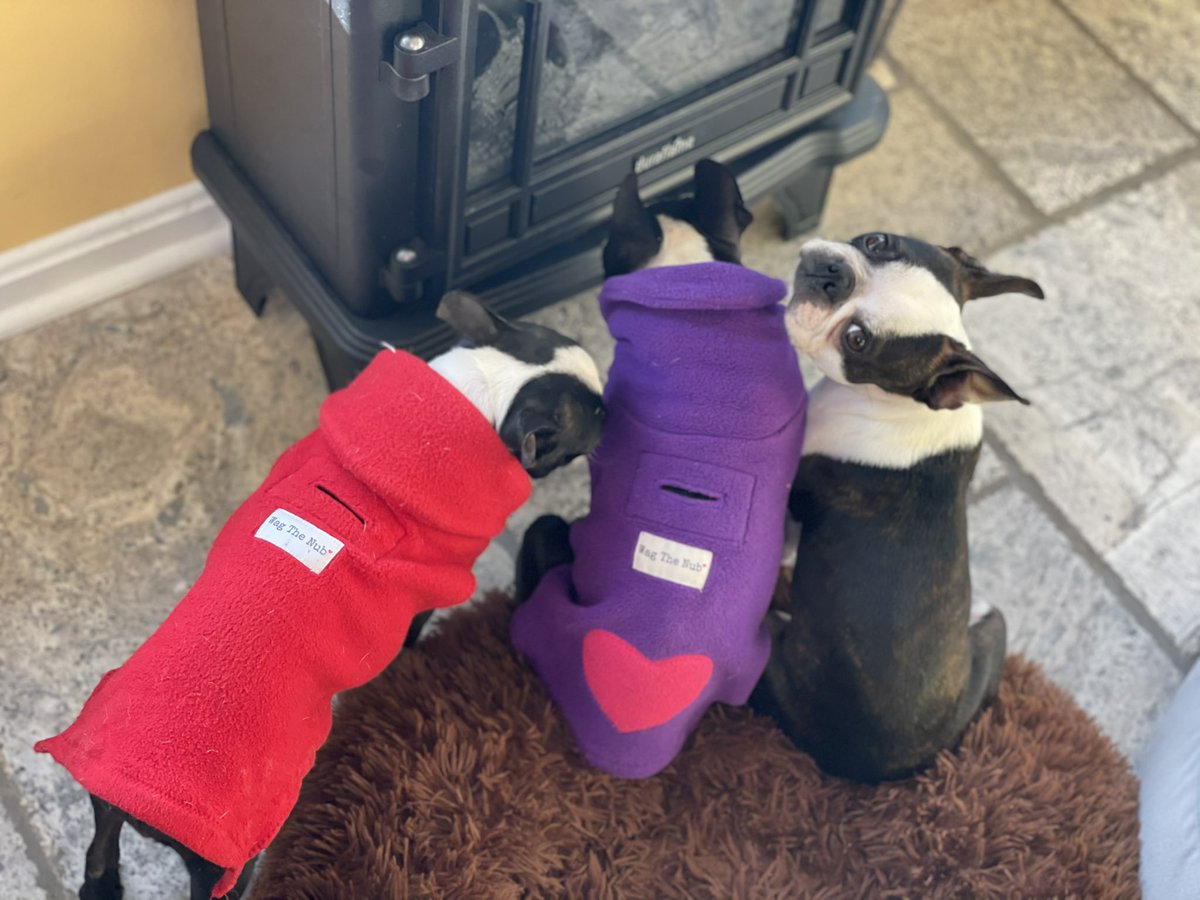 Happy day 🥰❤️☺️ #bostonterrieroftwitter #bostonterrier #dogsoftwitter #valentinedog