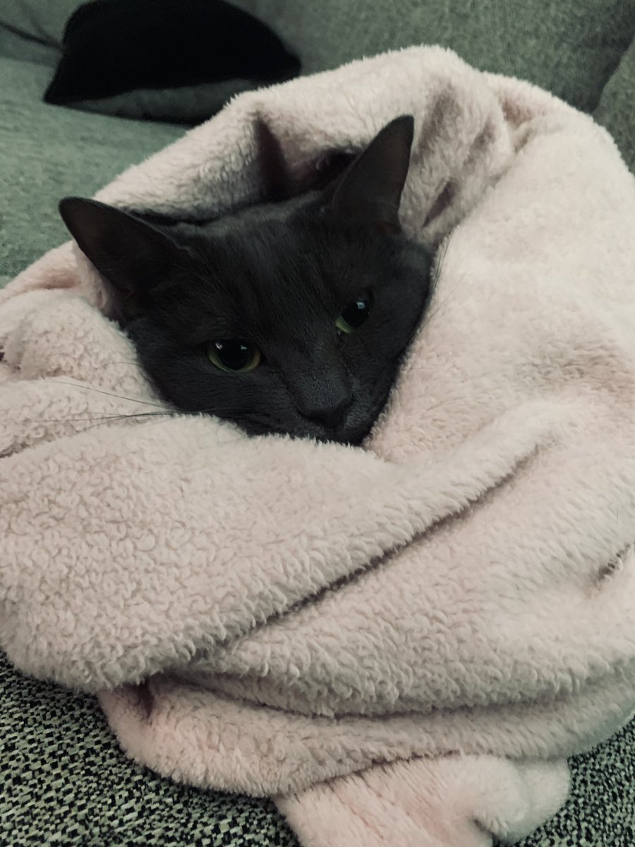 AlliCat1937's tweet photo. love day. https://t.co/paB8a2YtfS