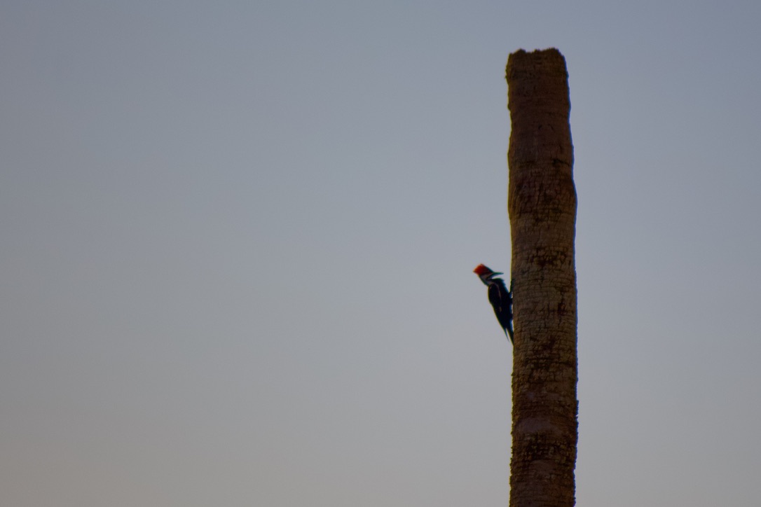 given up on ever getting a strong shot of 34. pileated woodpecker. like alligators and gopher tortoises, they're ecosystem engineers! the cavities they make in trees are used by many other species for shelter and nesting.