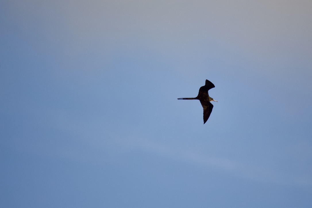 35. magnificent frigatebird. the white bellied individual is a female; the bright strip of color on the darker males is their gular sac, which they puff up to attract mates. hopefully one day i can catch that instead of just seeing them soaring way above!