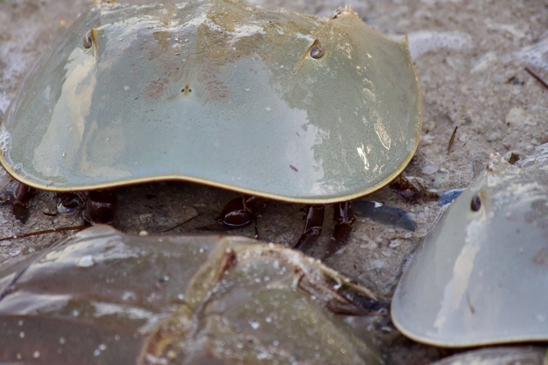 36. horseshoe crab. i'll be doing a solo thread on their breeding in a bit. they are not crabs, are "living fossils," and their blood has long been used by the pharma industry to test for bacterial contamination in drugs. check out the  @Sawbones episode on them for more on that!