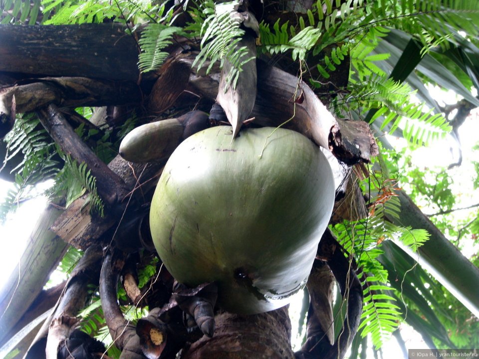 Сейшельская веерная пальма. Сейшелы орех. Плод коко де мер. Коко де мер сейшелы. Морской кокос коко-де-мер.