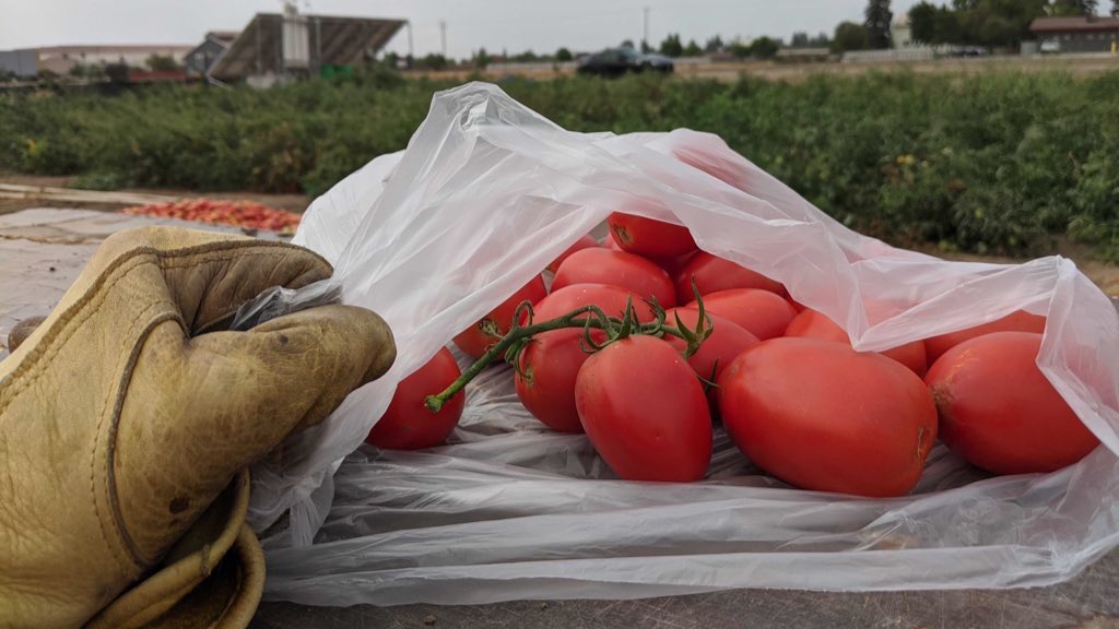 activatefellows's tweet photo. 🍅Tomatoes are red,
And can fight #climatechange too,
@NitricityInc is #decarbonizing nitrogen fertilizer,
Mitigating emissions of CO₂

https://t.co/uQNZRPb3Qd #ActivateFellows https://t.co/3IPrqvuNtg