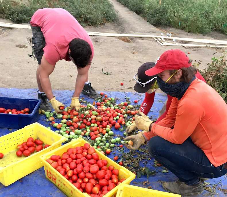 activatefellows's tweet photo. 🍅Tomatoes are red,
And can fight #climatechange too,
@NitricityInc is #decarbonizing nitrogen fertilizer,
Mitigating emissions of CO₂

https://t.co/uQNZRPb3Qd #ActivateFellows https://t.co/3IPrqvuNtg
