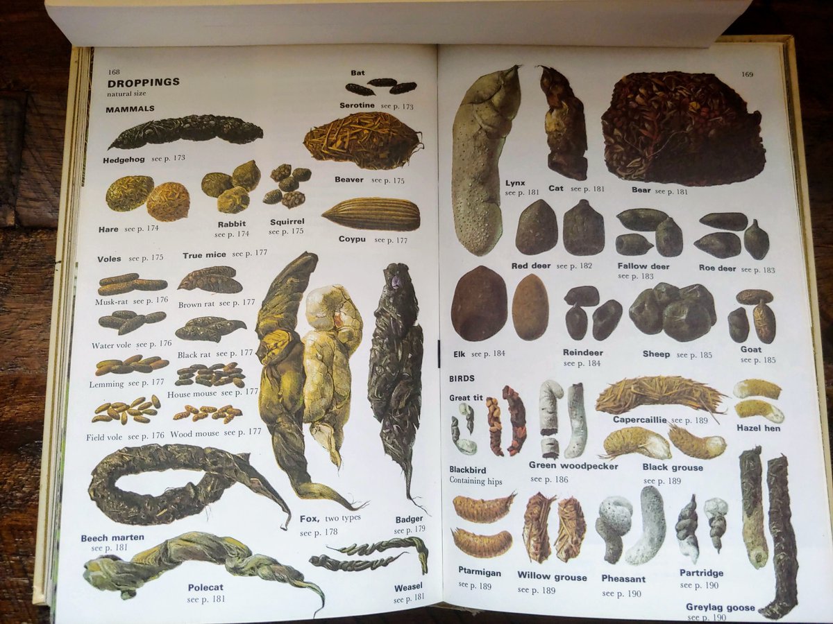 Droppings, natural size