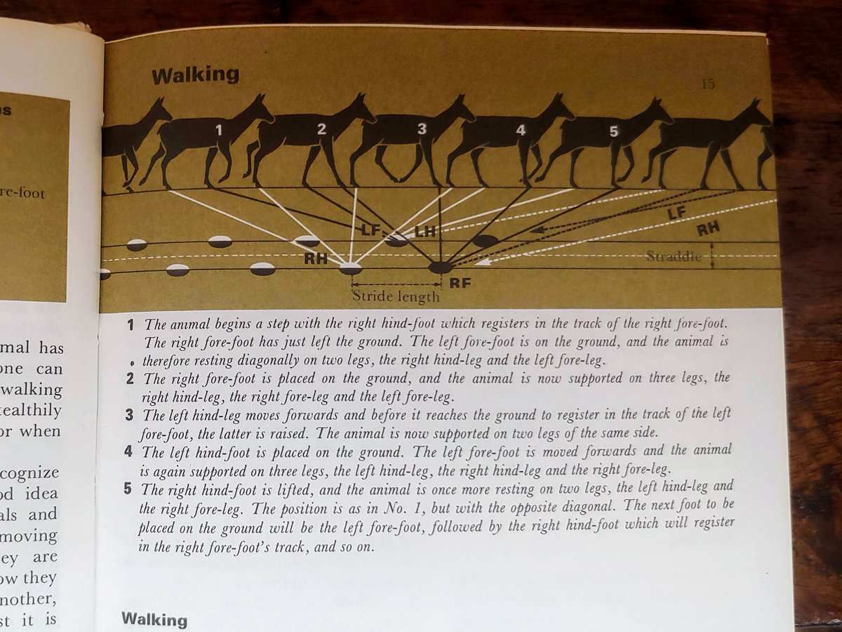 Gait and tracks, walking, trotting, and gallop