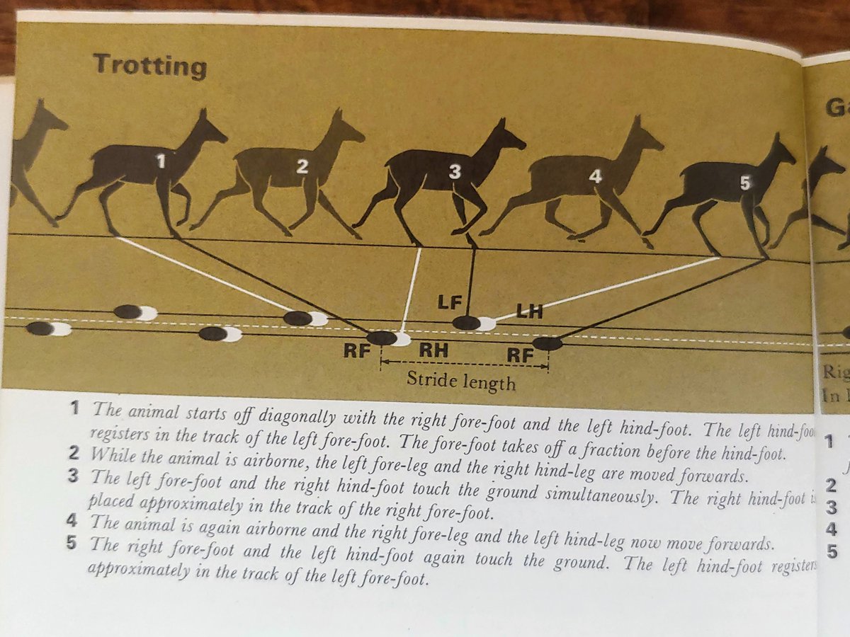 Gait and tracks, walking, trotting, and gallop
