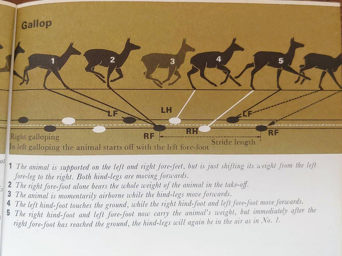 Gait and tracks, walking, trotting, and gallop