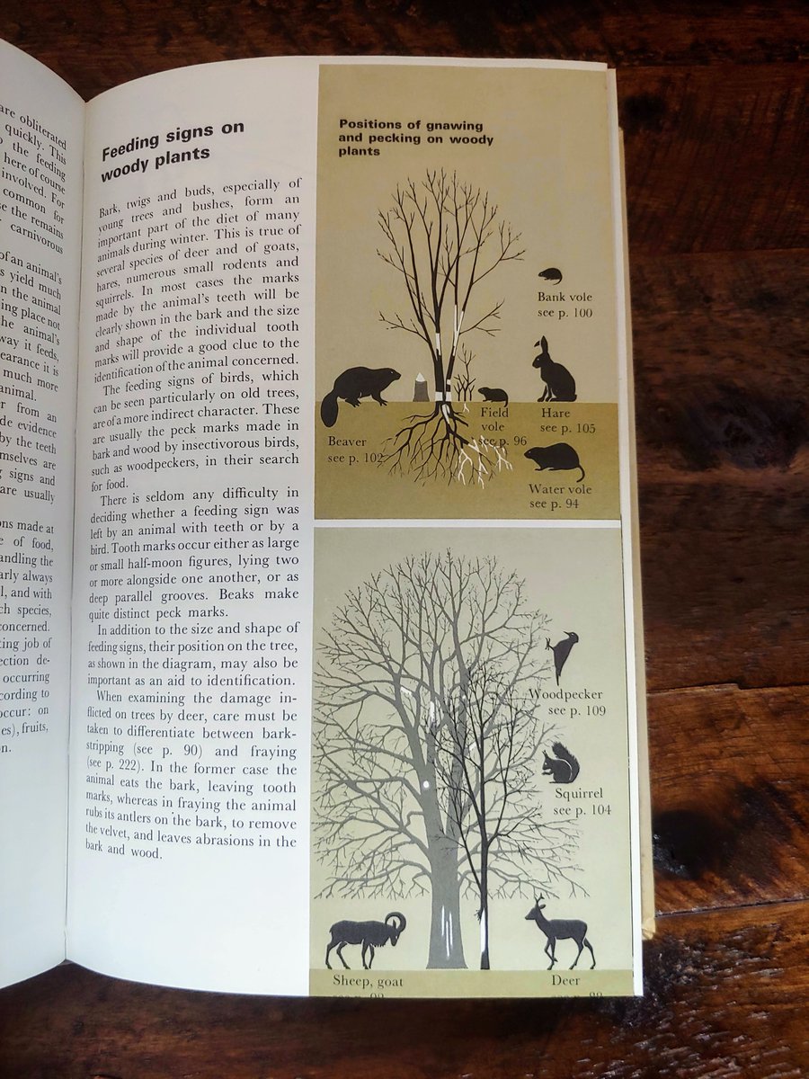 Positions of gnawing and pecking on woody plants