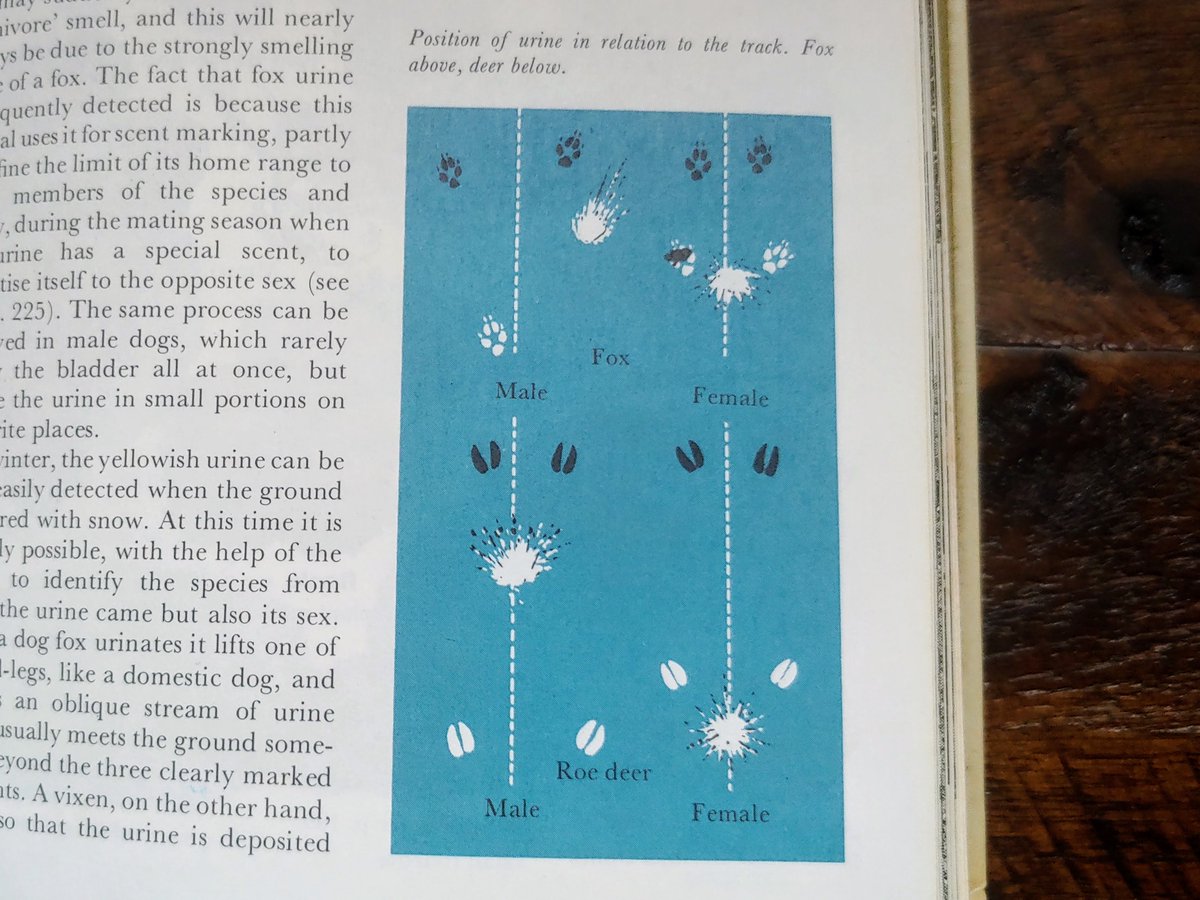 Position of urine in relation to the track. Fox above, deer below.