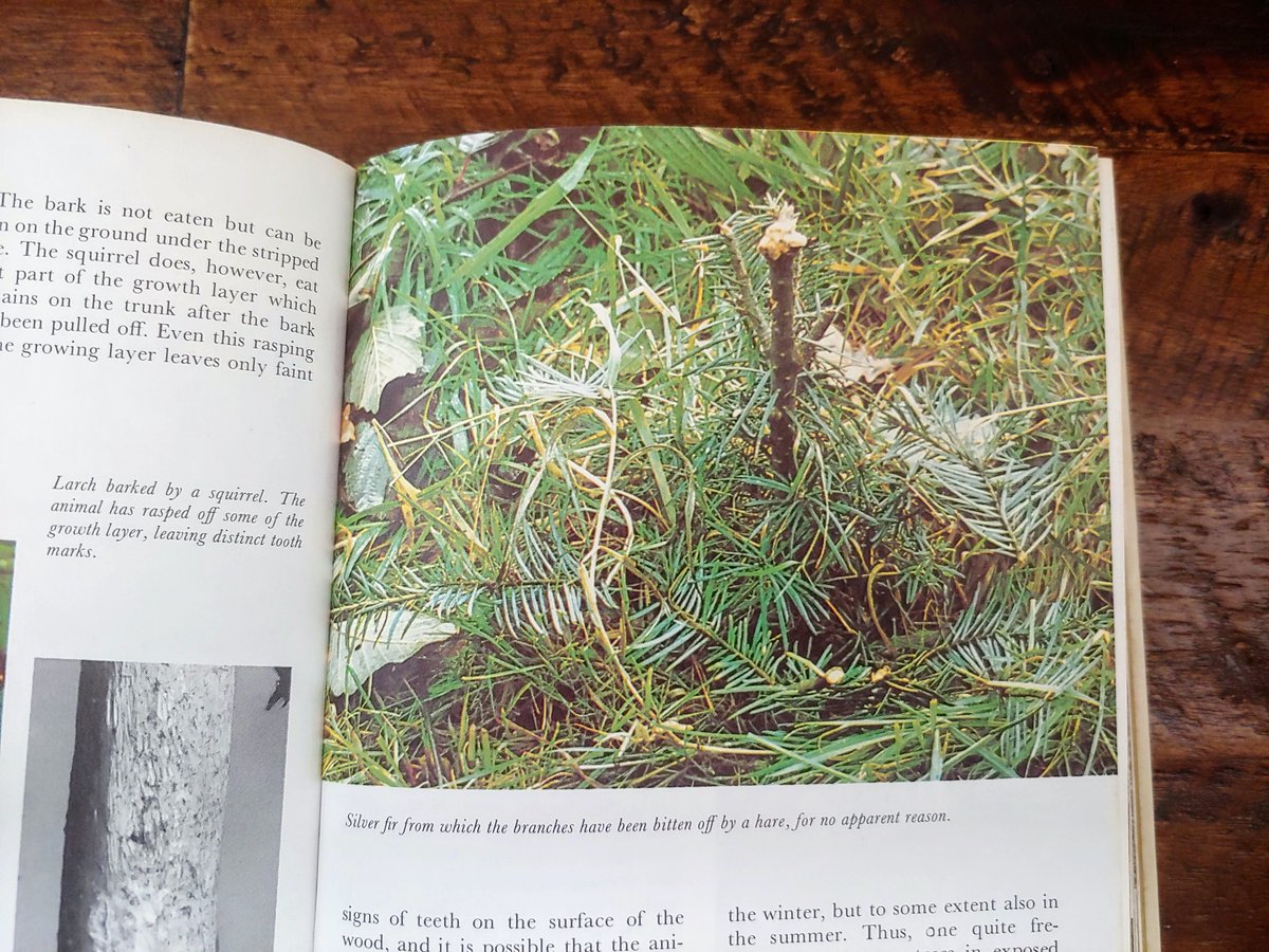 Silver fir from which the branches have been bitten off by a hare, for no apparent reason.
