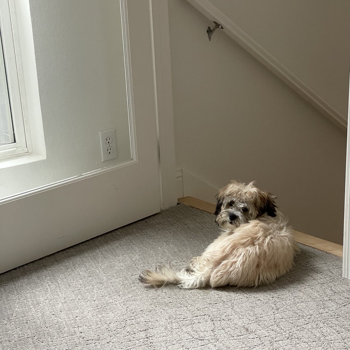 berk d. demir tweet media