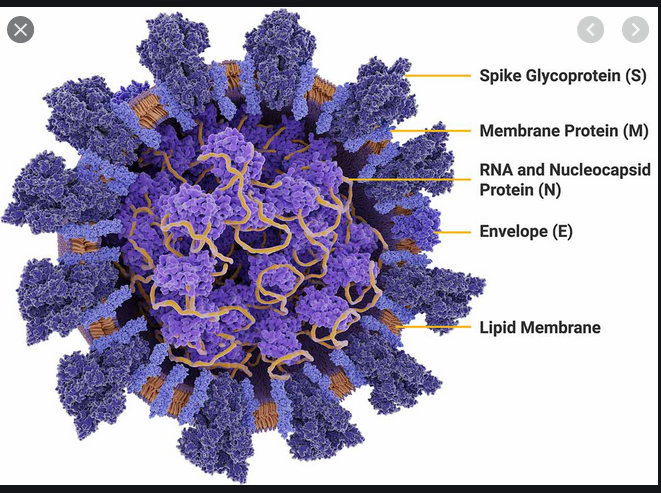 27/n Le Spike est la partie du virus qui lui permet de s'accrocher aux récepteurs cellulaires, c'est aussi celle qui mute le plus rapidement.