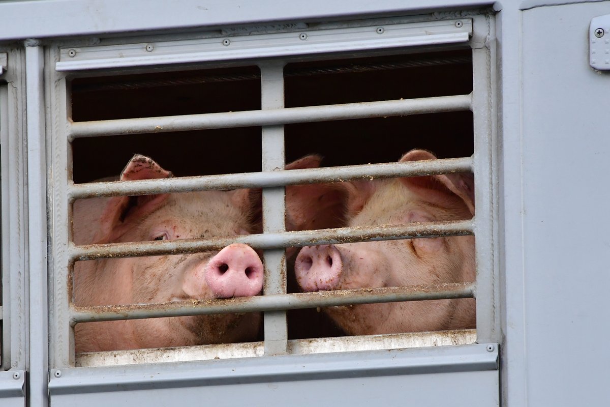 There was no shortage of animals to slaughter.The problem was a lack of viable alternatives to the big slaughterhouses. With nowhere to ship their hogs and cattle, many farmers had no option except euthanasia  http://trib.al/FAYnqIQ 