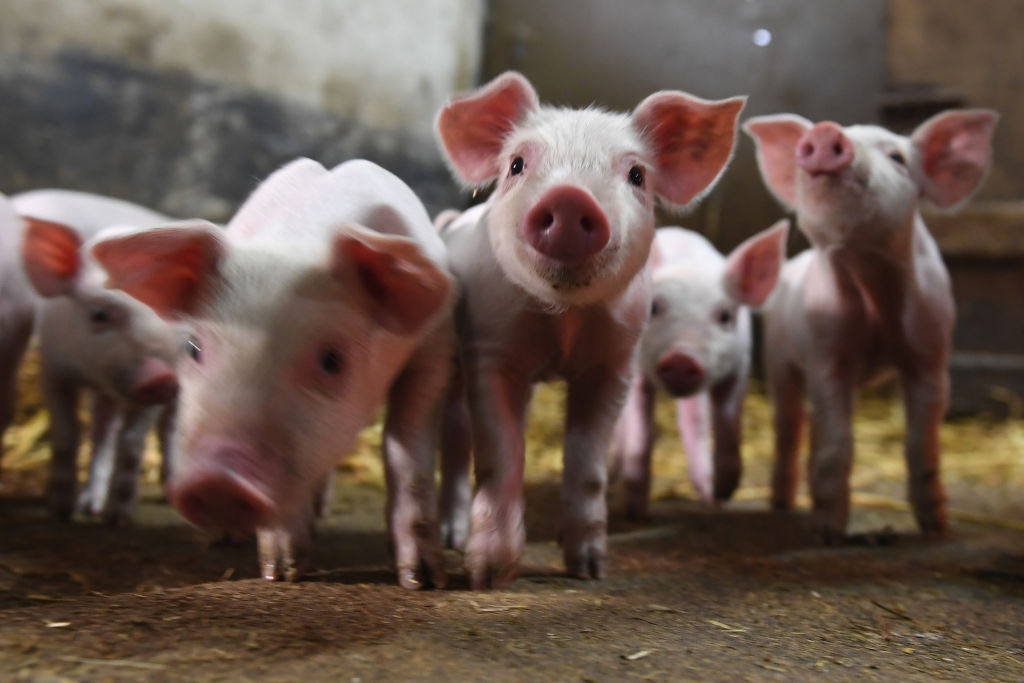 Minnesota spent more than $6 million helping desperate farmers with “depopulation and disposal efforts.”Nationwide, as many as 800,000 hogs were destroyed through July — even as Americans were staring at empty shelves  http://trib.al/FAYnqIQ 