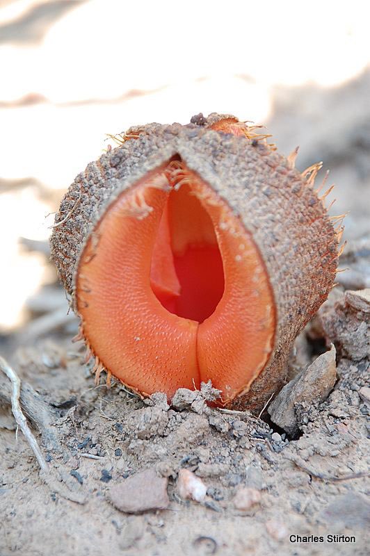 Hydnora Africana, a flower that can be found in South Africa. 🇿🇦