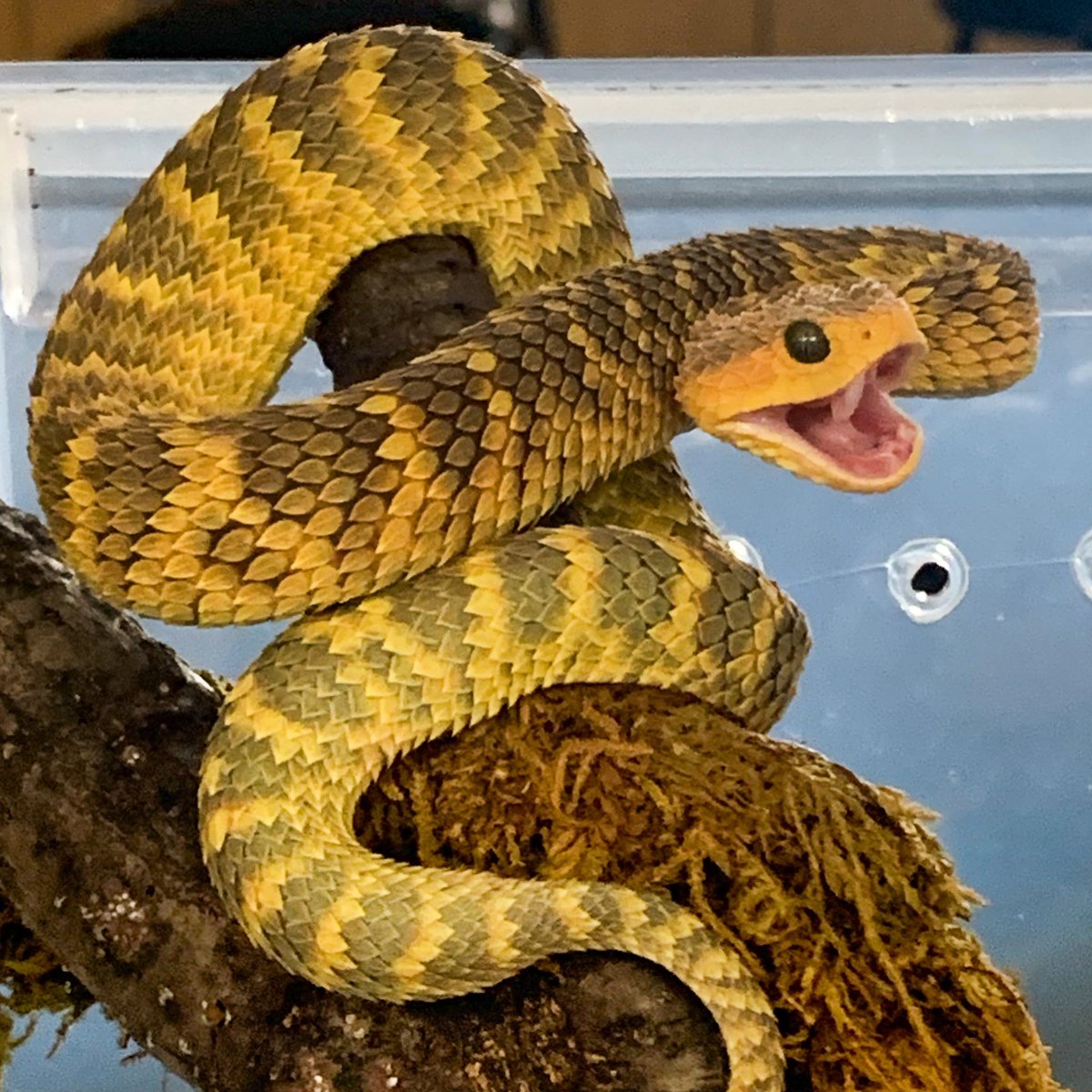 Atheris squamigera (Variable Bush Viper)