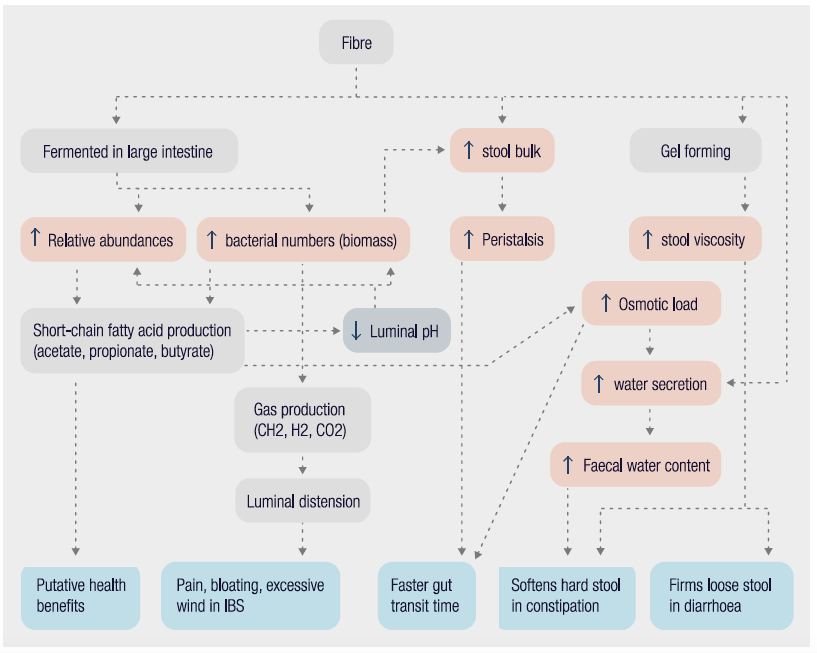 functionalguts's tweet image. Dietary fibre has numerous physiological effects in the colon

Functional Gut. Life beyond gut disorders.
functionalgut.com

#functionalgut #mensdietician #mensnutritionist #dietitian #nutritionist #registereddietitian #mensnutrition #fodmapfriendly #fodmap #lowfodmap