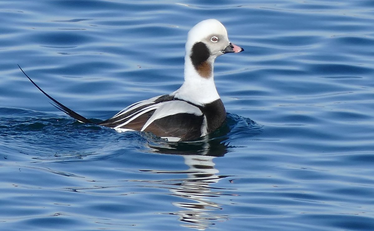 jackinthehammer's tweet photo. A Long-Tailed Duck
#birdphotography #TwitterNatureCommunity #BirdsSeenIn2021 #birdwatching #wildlifephotography #naturelovers https://t.co/TjX4uKNJ6p