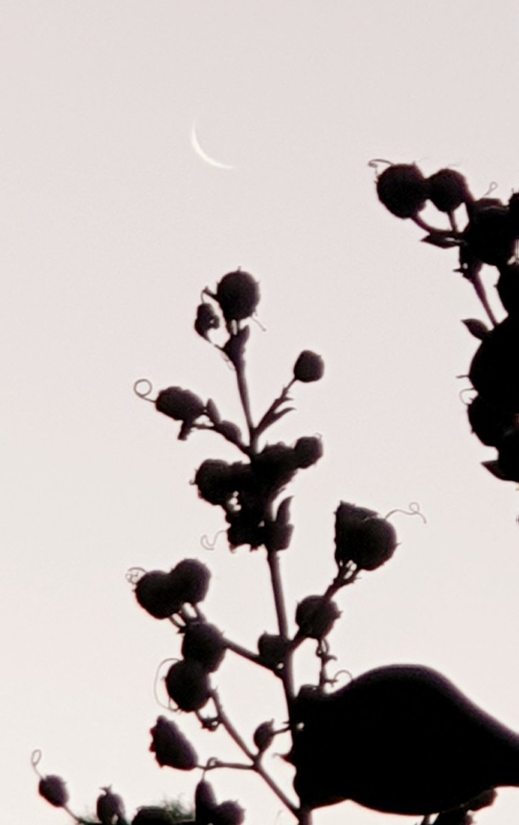 CherScheff's tweet photo. Sunday evening skies.
#CrescentMoon
#FlightIn #Sunsettime https://t.co/SOvLNGzvWk