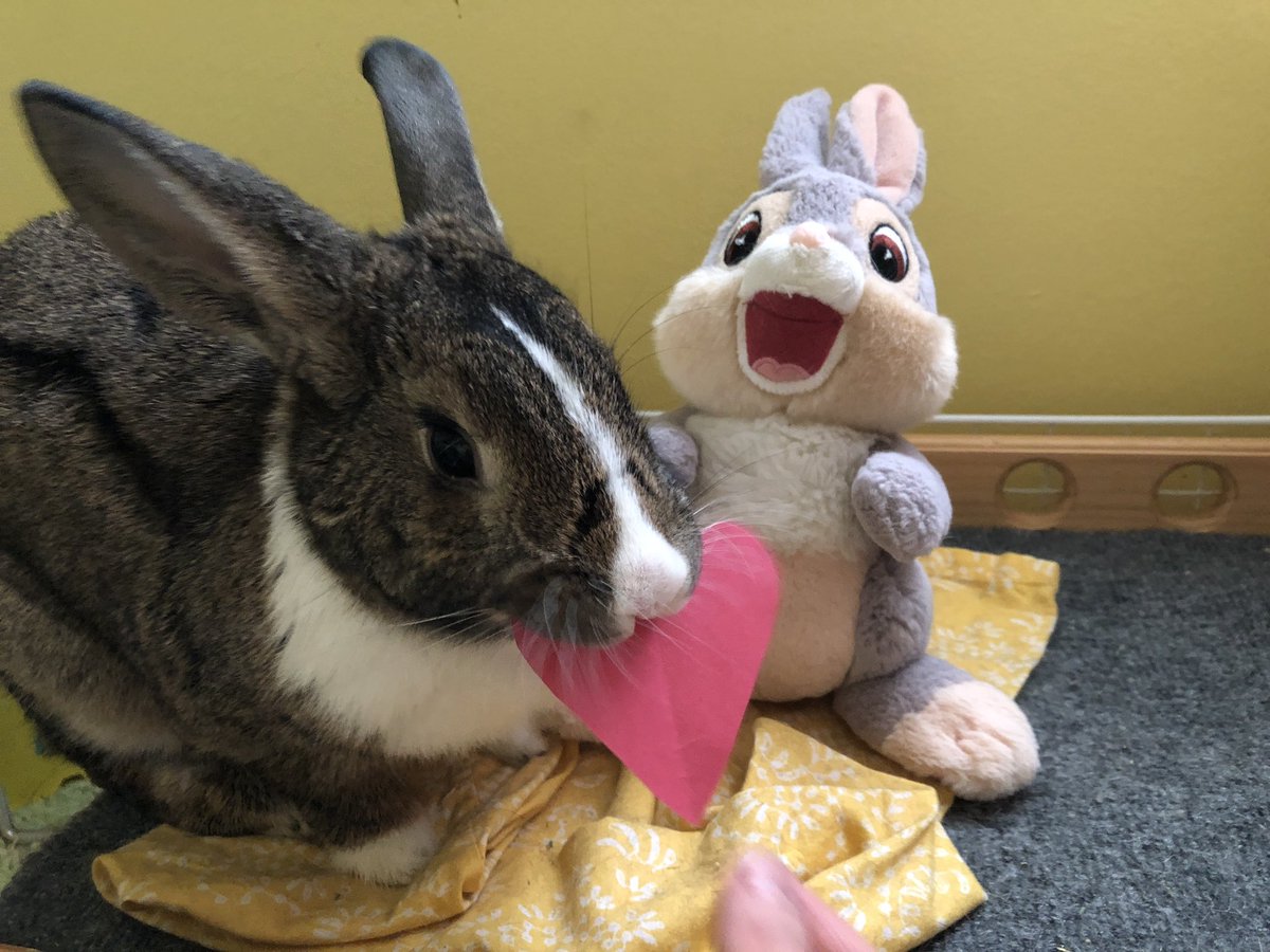 bunnytreehouse's tweet photo. #HappyValentinesDay #bunnies https://t.co/DKg298N5WB