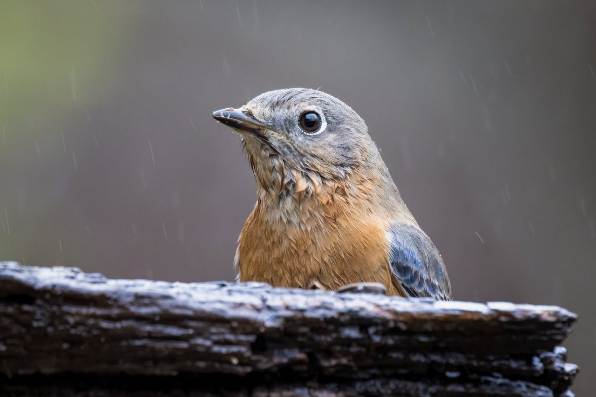 FogleBird's tweet photo. It's seriously been raining all weekend. But bird pictures must still be taken.

Testing out my new 2x teleconverter. That puts me at 1000mm f/14! Most shots came out a bit soft, but a few cleaned up nicely. https://t.co/WlZtaFVNEr