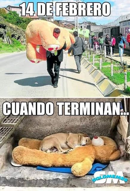 jorgenaula's tweet photo. @Pinguino_EC #ExMachineCornetto así debe estar el oso PLGP https://t.co/fujIMCGIro