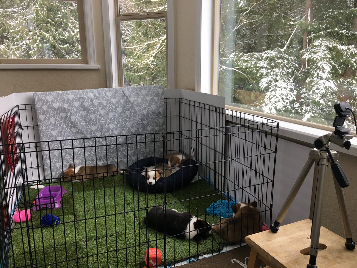 cute_corgisLIVE's tweet photo. BTS with some snowy treetops! 🌲 ❄️ 🐶 
Join us live https://t.co/s0qRku8MwB #corgination https://t.co/c2uClCEyin