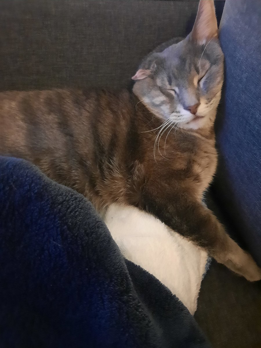 OneEaredCat's tweet image. Sometimes we look at him and have to look away because we're too overcome by how much we love him 🌞

#CatsOfTwitter #cats