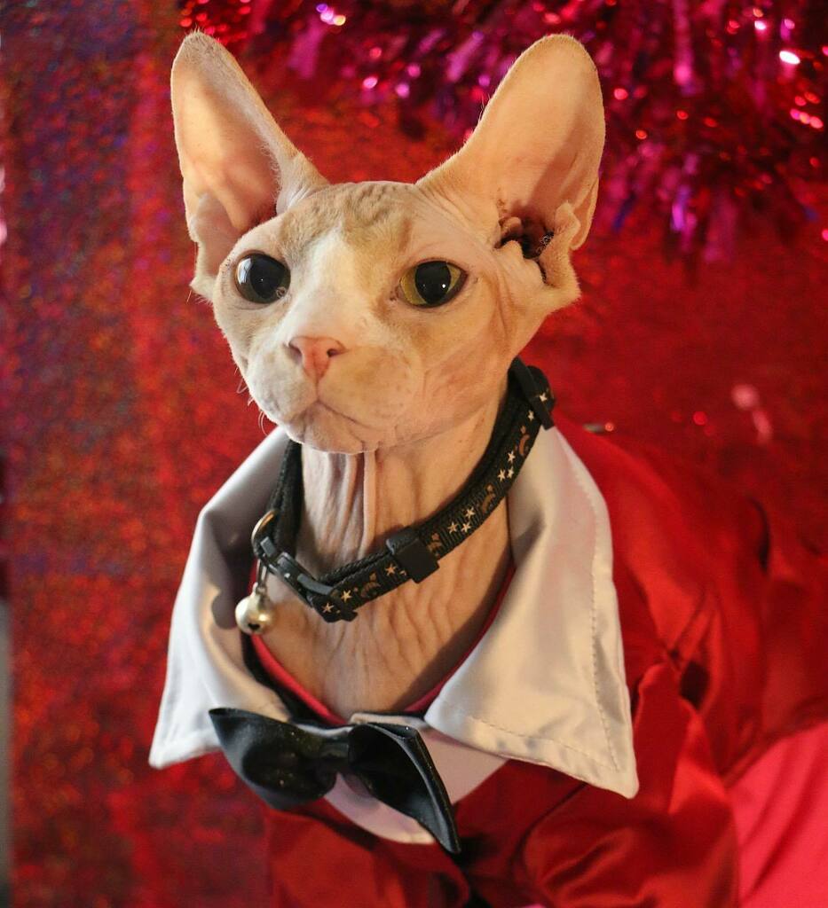 MandaLioness's tweet photo. My Valentine is very handsome. #valentinesday #happyvalentinesday #myvalentine #sphynx #sphynxcat #sphynxtagram #sphynxofinstagram #sphynxcatsofinstagram #sphynxcats #sphynxcatsruletheworld #sphynxfamily #sphynxcommunity #sphynxlife #sphynxmom #mintfish … https://t.co/vYKxfvRndU https://t.co/KmlHnScv1T