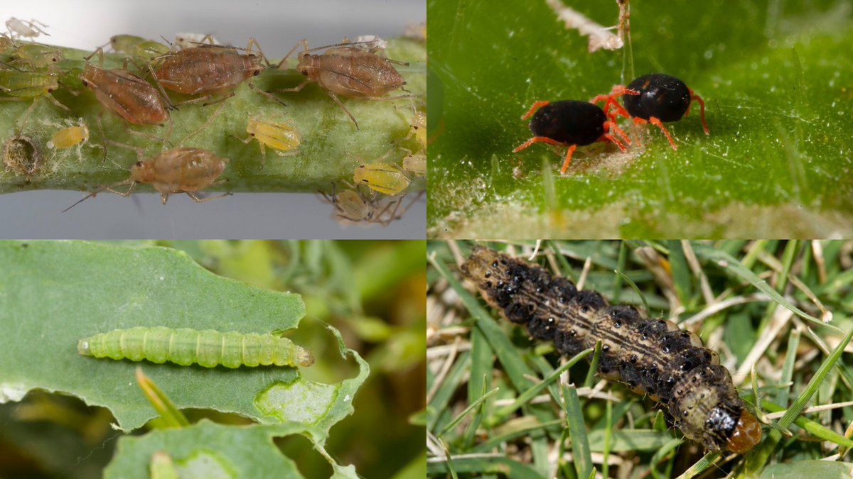 We are developing a new insecticide resistance website and want your help in its design. Fill in this quick survey and let us know what you would want to see➡️ bit.ly/ResHubSurvey1

<a href="/theGRDC/">GRDC</a> <a href="/PEARG_Lab/">PEARG</a>