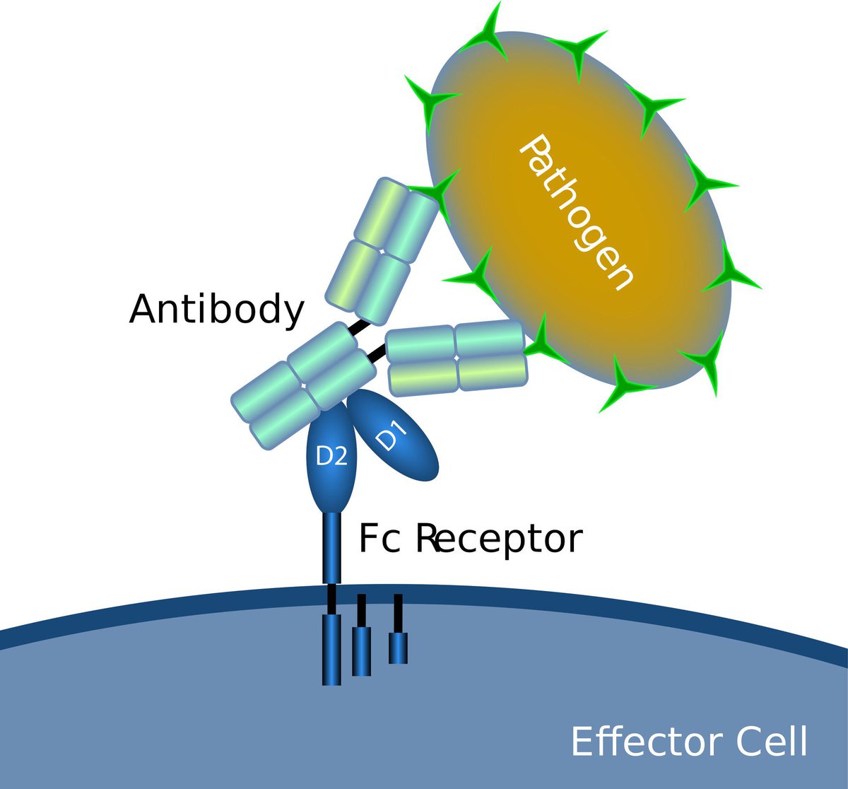 vipintukur's tweet image. Fc effector functions of #neutralising #mAbs are must for optimal protection when used as therapy after infection in #Covid patient. However, they are dispensable when  neutralizing mAbs are administered as prophylaxis

cell.com/cell/fulltext/…