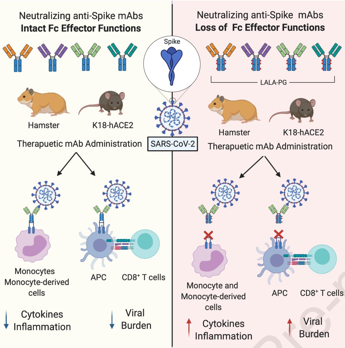 vipintukur's tweet image. Fc effector functions of #neutralising #mAbs are must for optimal protection when used as therapy after infection in #Covid patient. However, they are dispensable when  neutralizing mAbs are administered as prophylaxis

cell.com/cell/fulltext/…