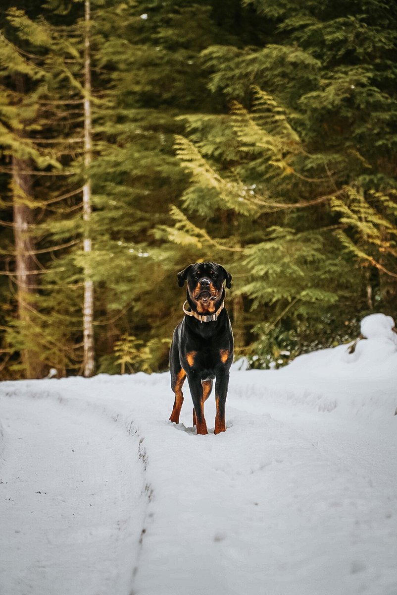 livandy_'s tweet photo. i fricken love my dog https://t.co/Kn7j79IIL7