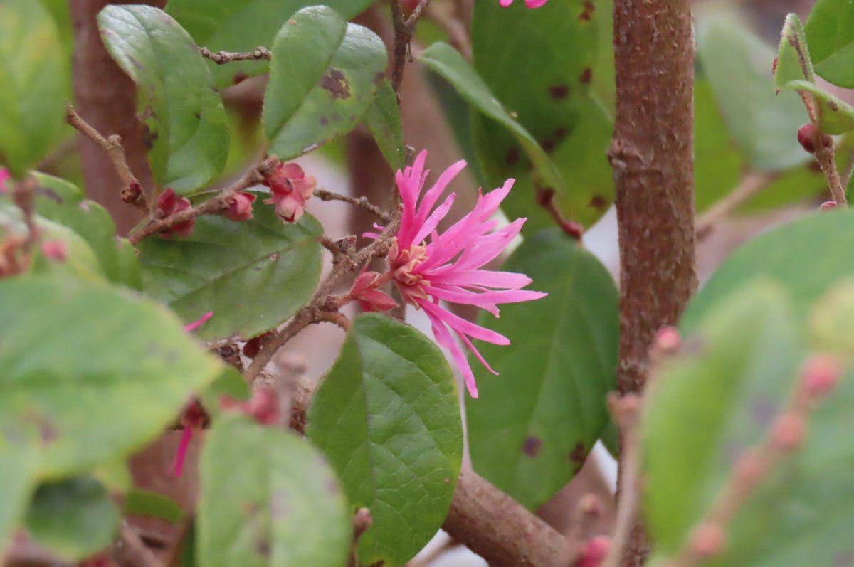 アカバナトキワマンサク