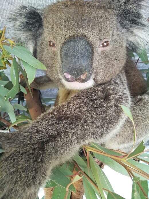 1300KOALAZ tweet media