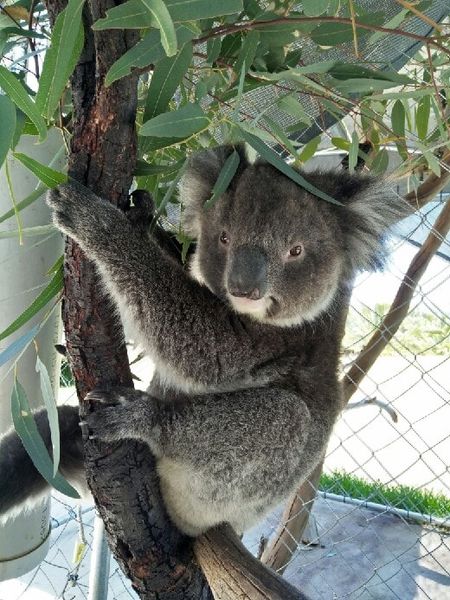 1300KOALAZ tweet media