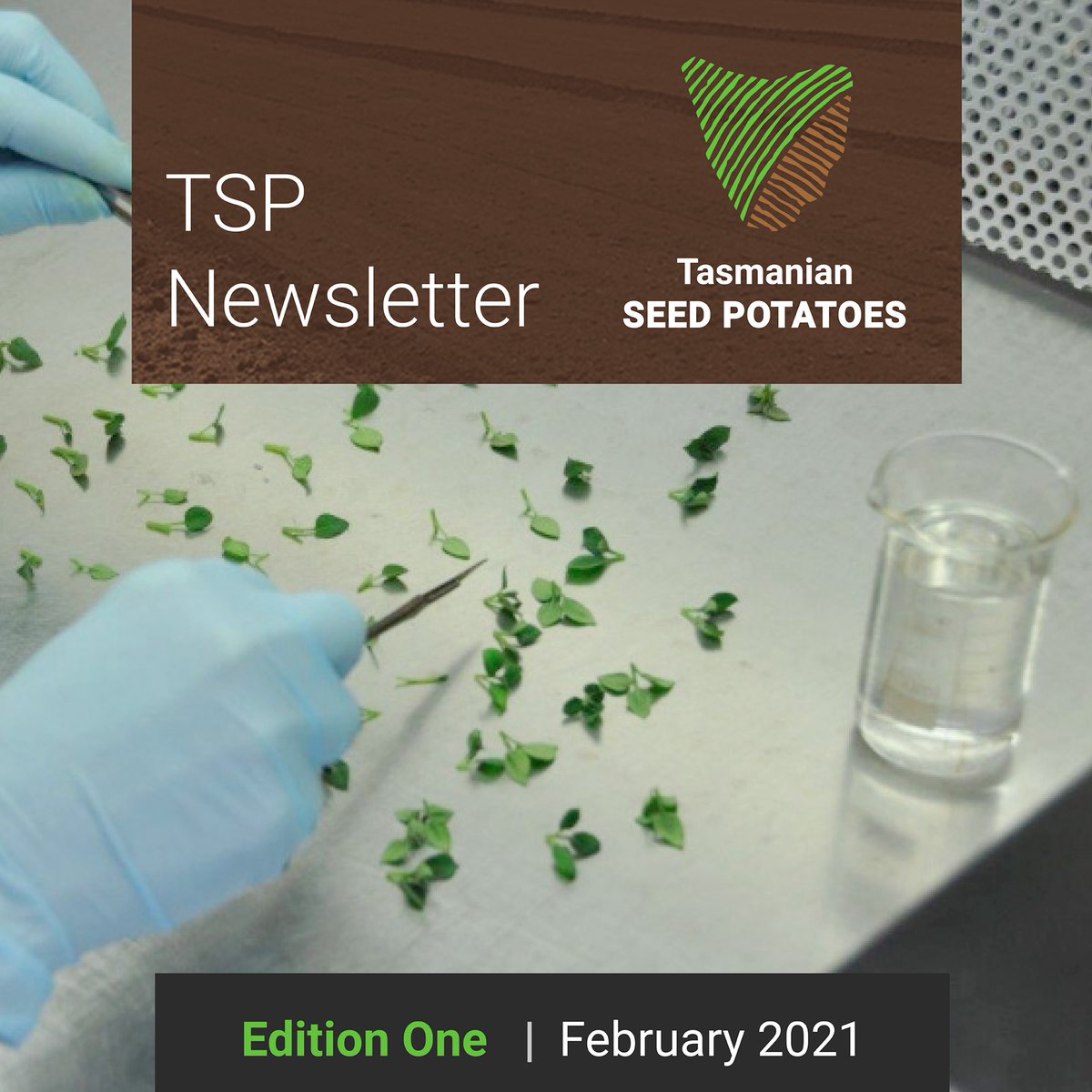 CHCoolstores's tweet photo. Introducing the inaugural TSP newsletter, our edition one is out now! In this issue: Last Season Report; From Lab to Paddock; Tips on how to manage your Innovator seed; and much more… Read in full, here: 
https://t.co/9thqk79vXO https://t.co/VYkSGt4ok0