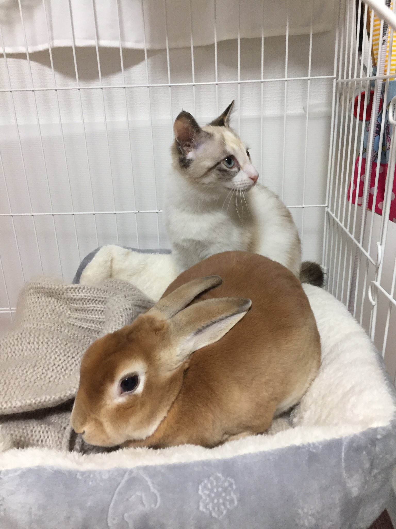 千春 おはようございます 仲良し 空とぽぽ 猫好きさんと繋がりたい 猫とうさぎ 猫 うさぎ ミニレッキス うさぎ好きさんと繋がりたい T Co P79fmoqnks Twitter
