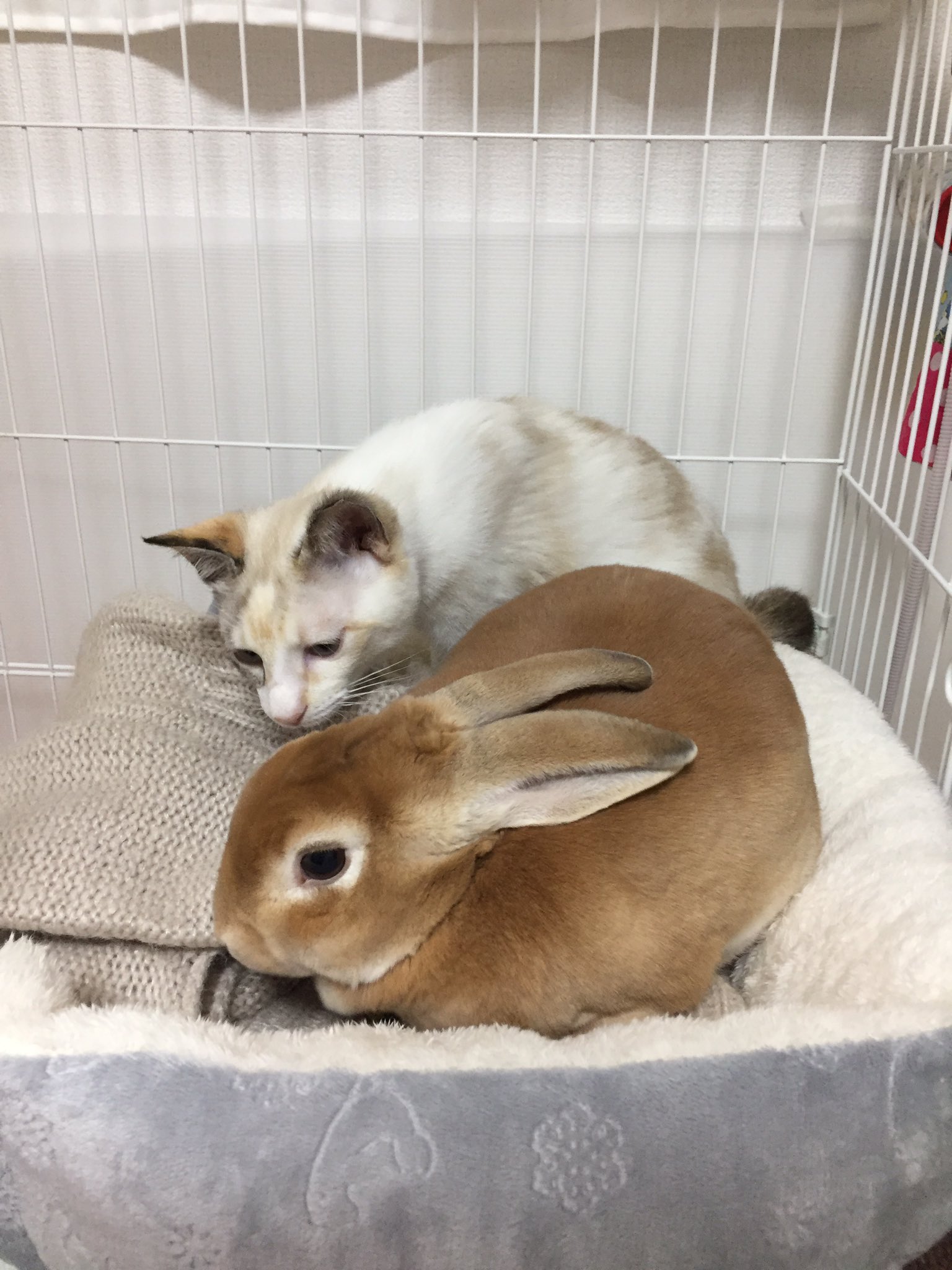 千春 おはようございます 仲良し 空とぽぽ 猫好きさんと繋がりたい 猫とうさぎ 猫 うさぎ ミニレッキス うさぎ好きさんと繋がりたい T Co P79fmoqnks Twitter
