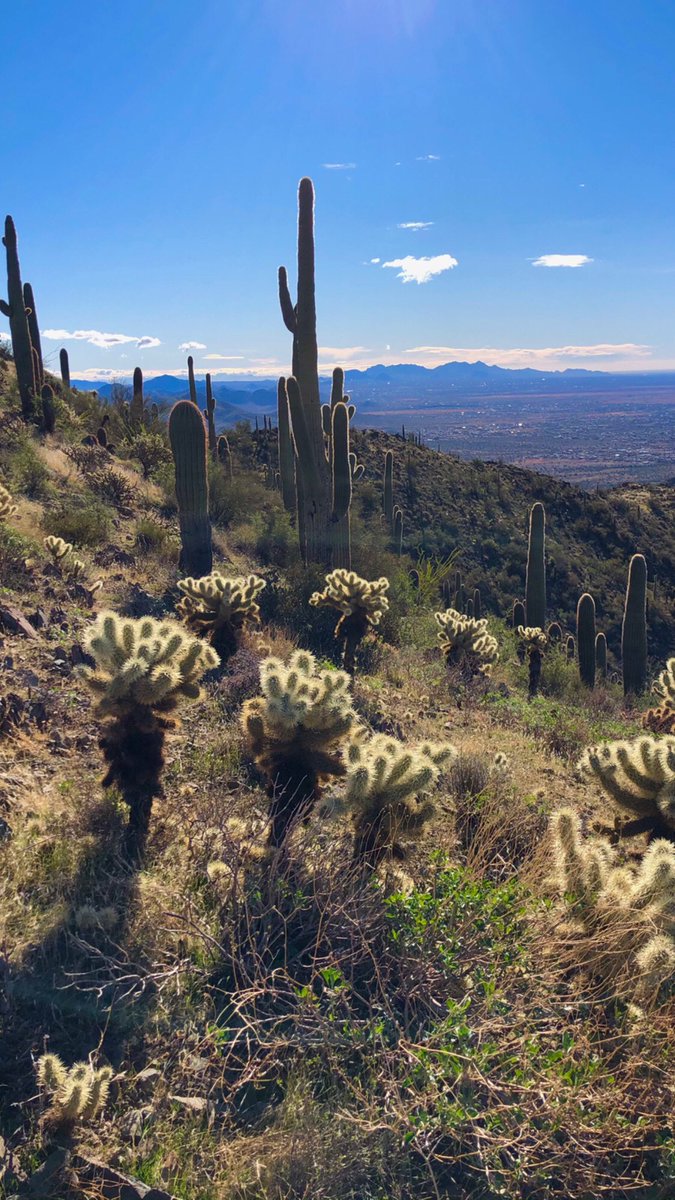Marce_AZ's tweet photo. 7 trail miles ✅ This was a challenging trail as it had two peaks, but it was also so much fun! Happy Valentine’s Day AND Arizona’s birthday! 🌵⛰ #RunHappy #TrailRun #Arizona #AZBirthday #AZTrails #ValentinesDay #LifeIsGood #SundayFunDay #LifeInAZ #Trails #Wander https://t.co/LRyRj6njiS