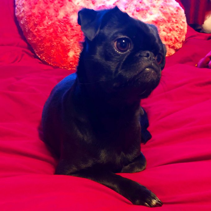 #happyvalentinesday from potluck #blackpug #pug #pugs #pugsofinstagram #japug #japanesechinpug #puglife<a href="/tag/happyvalentinesday"class="tags">#happyvalentinesday</a><a href="/tag/blackpug"class="tags">#blackpug</a><a href="/tag/pug"class="tags">#pug</a><a href="/tag/dog"class="tags"><span>#dog</span></a><a href="/tag/puppy"class="tags"><span>#puppy</span></a><a href="/tag/puppiesofinstagram"class="tags"><span>#puppiesofinstagram</span></a><a href="/tag/dogstagram"class="tags"><span>#dogstagram</span></a><a href="/tag/puglife"class="tags"><span>#puglife</span></a>