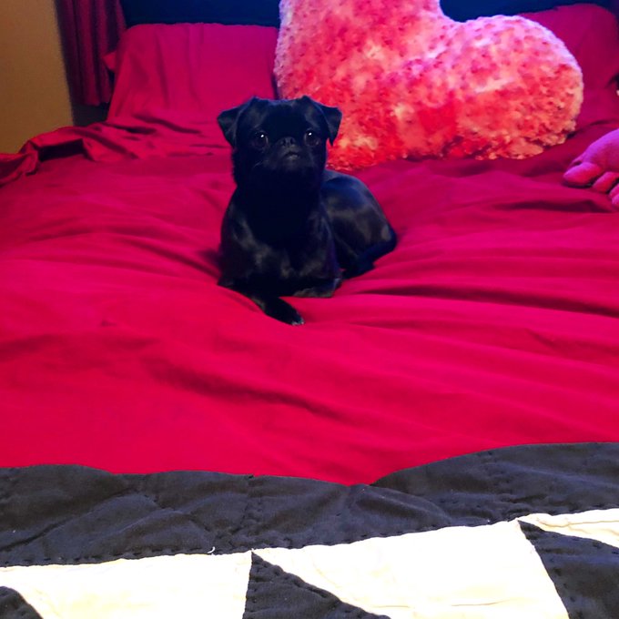 #happyvalentinesday from potluck #blackpug #pug #pugs #pugsofinstagram #japug #japanesechinpug #puglife<a href="/tag/happyvalentinesday"class="tags">#happyvalentinesday</a><a href="/tag/blackpug"class="tags">#blackpug</a><a href="/tag/pug"class="tags">#pug</a><a href="/tag/dog"class="tags"><span>#dog</span></a><a href="/tag/puppy"class="tags"><span>#puppy</span></a><a href="/tag/puppiesofinstagram"class="tags"><span>#puppiesofinstagram</span></a><a href="/tag/dogstagram"class="tags"><span>#dogstagram</span></a><a href="/tag/puglife"class="tags"><span>#puglife</span></a>