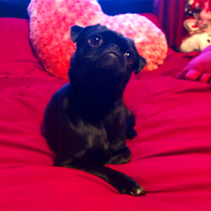 https://t.co/LTx4RMLwOF<a href="/tag/dog"class="tags"><span>#dog</span></a><a href="/tag/puppy"class="tags"><span>#puppy</span></a><a href="/tag/pug"class="tags"><span>#pug</span></a><a href="/tag/happyvalentinesday"class="tags"><span>#happyvalentinesday</span></a><a href="/tag/puppiesofinstagram"class="tags"><span>#puppiesofinstagram</span></a>