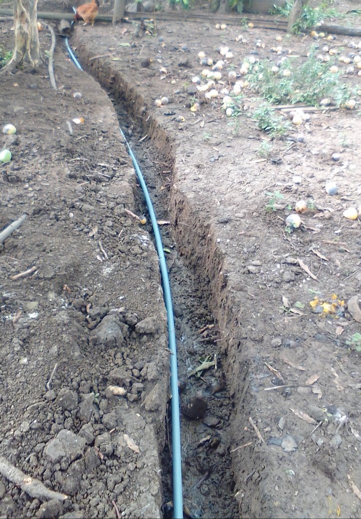 MunicipioCelica's tweet photo. Seguimos con nuestro firme compromiso de dotar de #Agua de excelente calidad a las comunidades de nuestro cantón #Celica. Estamos realizando la instalación de nueva tubería de agua potable en la parroquia #Algarrobillo.
#OswaldoRomán
#AlcaldeQueCumple https://t.co/4ROyksPLzw
