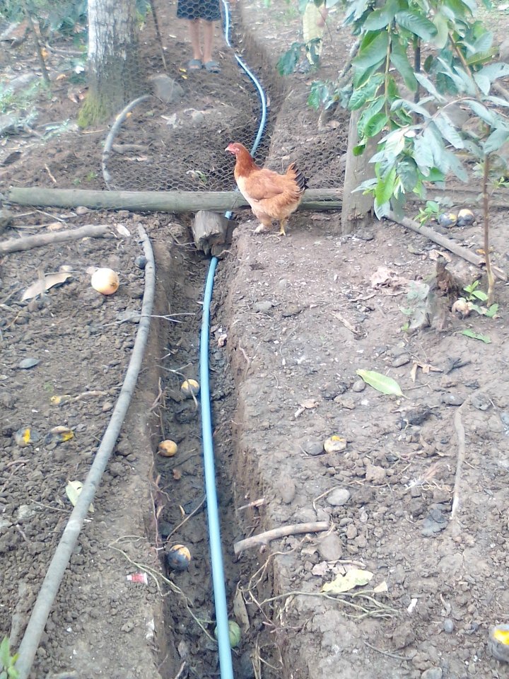 MunicipioCelica's tweet photo. Seguimos con nuestro firme compromiso de dotar de #Agua de excelente calidad a las comunidades de nuestro cantón #Celica. Estamos realizando la instalación de nueva tubería de agua potable en la parroquia #Algarrobillo.
#OswaldoRomán
#AlcaldeQueCumple https://t.co/4ROyksPLzw